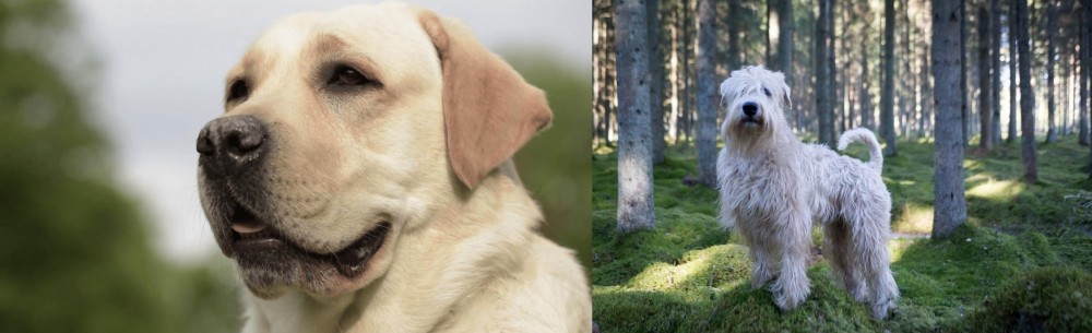 Soft-Coated Wheaten Terrier vs Labrador Retriever - Breed Comparison