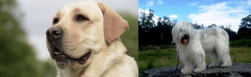 South Russian Ovcharka vs Labrador Retriever - Breed Comparison