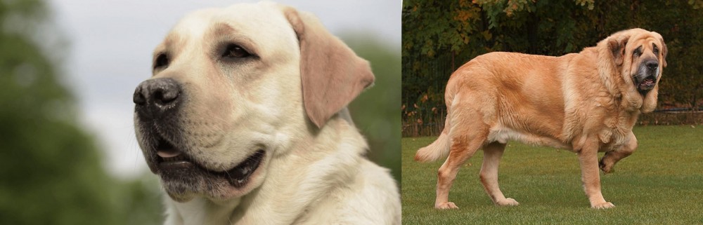 Spanish Mastiff vs Labrador Retriever - Breed Comparison
