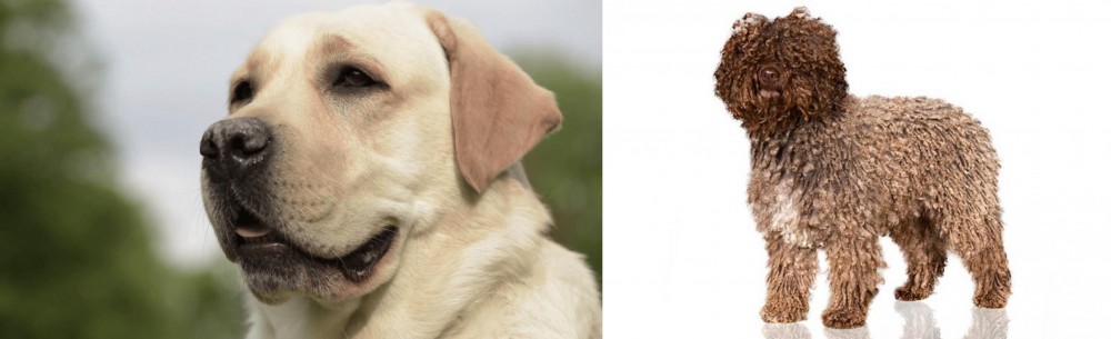 Spanish Water Dog vs Labrador Retriever - Breed Comparison
