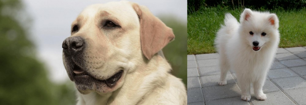 Spitz vs Labrador Retriever - Breed Comparison