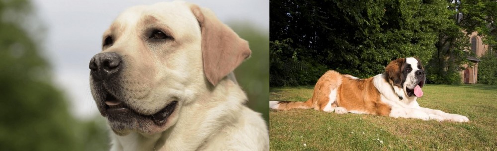 St. Bernard vs Labrador Retriever - Breed Comparison