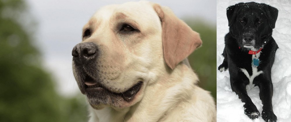 St. John's Water Dog vs Labrador Retriever - Breed Comparison