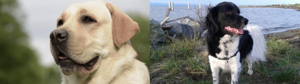 Stabyhoun vs Labrador Retriever - Breed Comparison