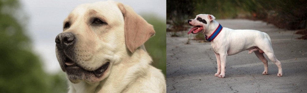 Staffordshire Bull Terrier vs Labrador Retriever - Breed Comparison