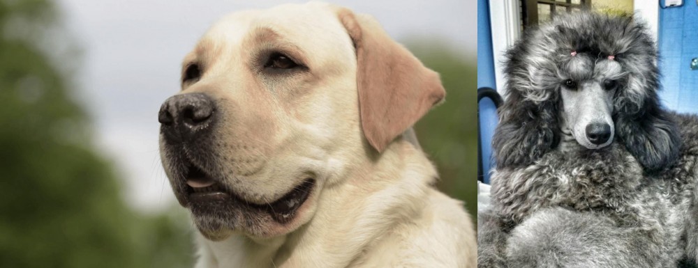 Standard Poodle vs Labrador Retriever - Breed Comparison
