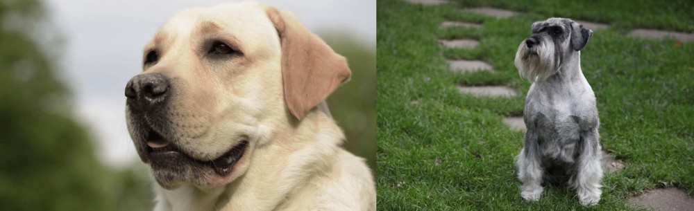 Standard Schnauzer vs Labrador Retriever - Breed Comparison