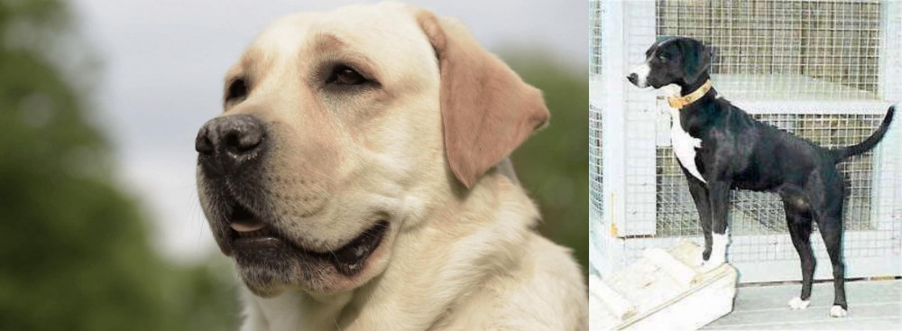 Stephens Stock vs Labrador Retriever - Breed Comparison