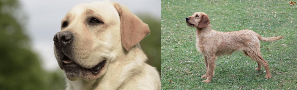 Styrian Coarse Haired Hound vs Labrador Retriever - Breed Comparison