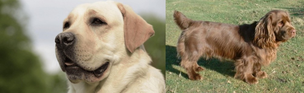 Sussex Spaniel vs Labrador Retriever - Breed Comparison
