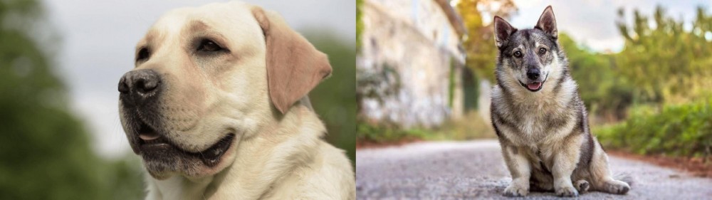 Swedish Vallhund vs Labrador Retriever - Breed Comparison