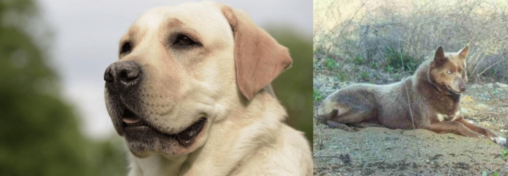 Tahltan Bear Dog vs Labrador Retriever - Breed Comparison