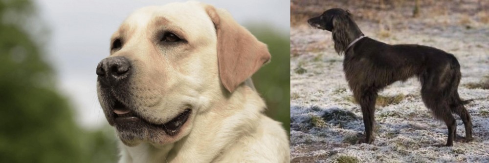 Taigan vs Labrador Retriever - Breed Comparison