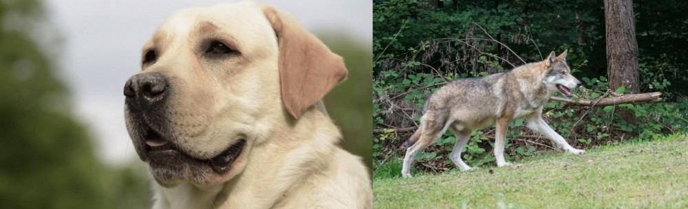 Tamaskan vs Labrador Retriever - Breed Comparison