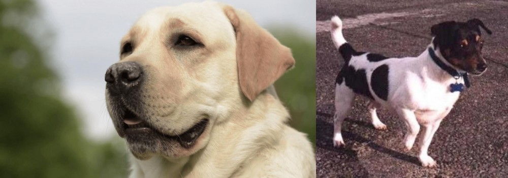 Teddy Roosevelt Terrier vs Labrador Retriever - Breed Comparison