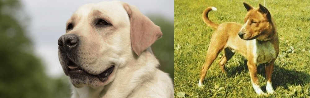 Telomian vs Labrador Retriever - Breed Comparison