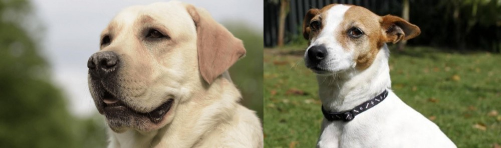 Tenterfield Terrier vs Labrador Retriever - Breed Comparison