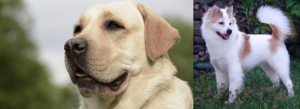 Thai Bangkaew vs Labrador Retriever - Breed Comparison