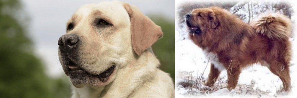 Tibetan Kyi Apso vs Labrador Retriever - Breed Comparison