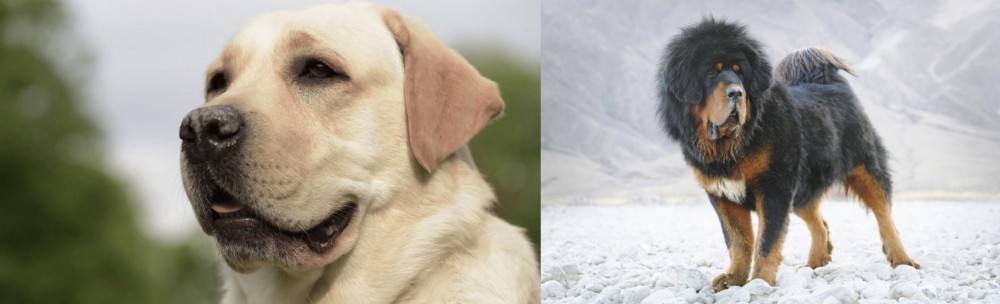Tibetan Mastiff vs Labrador Retriever - Breed Comparison
