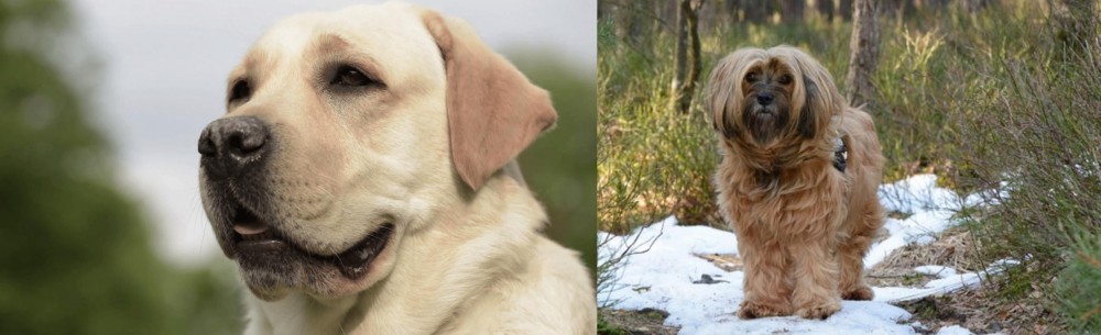 Tibetan Terrier vs Labrador Retriever - Breed Comparison