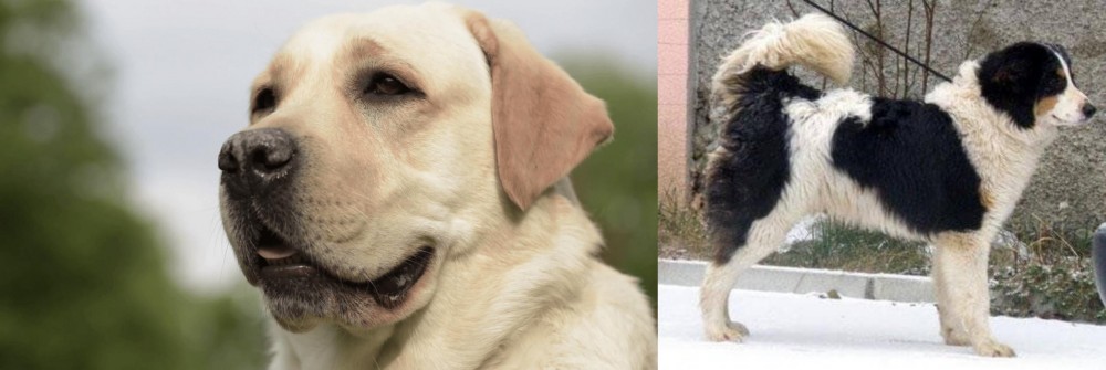 Tornjak vs Labrador Retriever - Breed Comparison
