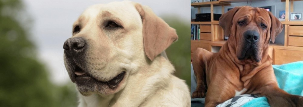 Tosa vs Labrador Retriever - Breed Comparison