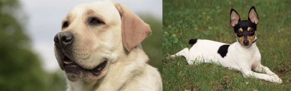 Toy Fox Terrier vs Labrador Retriever - Breed Comparison