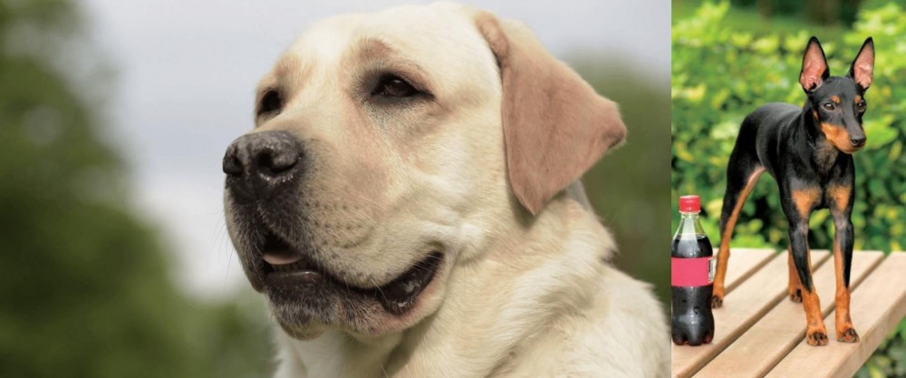 Toy Manchester Terrier vs Labrador Retriever - Breed Comparison