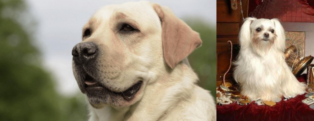 Toy Mi-Ki vs Labrador Retriever - Breed Comparison