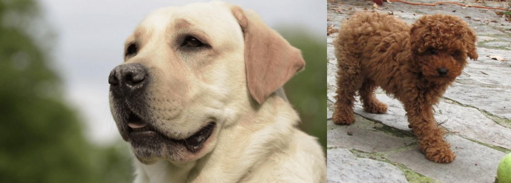 Toy Poodle vs Labrador Retriever - Breed Comparison