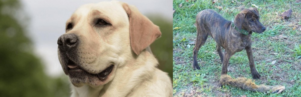 Treeing Cur vs Labrador Retriever - Breed Comparison