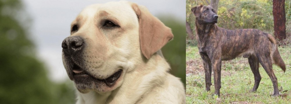 Treeing Tennessee Brindle vs Labrador Retriever - Breed Comparison