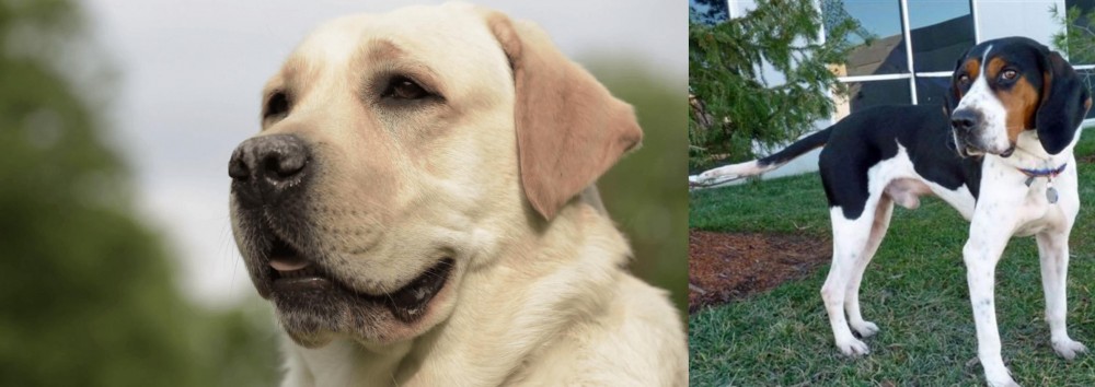 Treeing Walker Coonhound vs Labrador Retriever - Breed Comparison