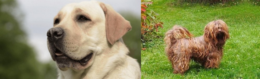 Tsvetnaya Bolonka vs Labrador Retriever - Breed Comparison