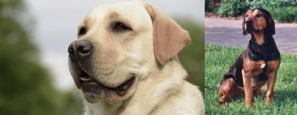 Tyrolean Hound vs Labrador Retriever - Breed Comparison