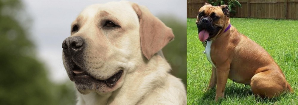 Valley Bulldog vs Labrador Retriever - Breed Comparison