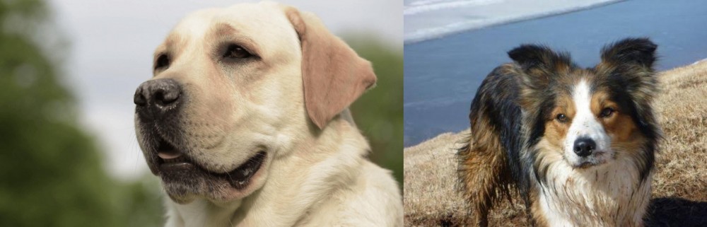 Welsh Sheepdog vs Labrador Retriever - Breed Comparison