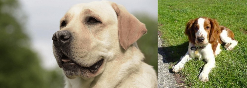 Welsh Springer Spaniel vs Labrador Retriever - Breed Comparison