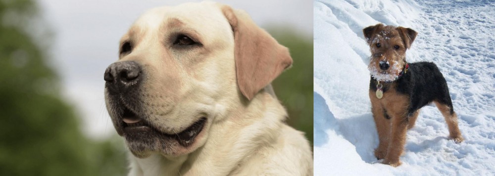 Welsh Terrier vs Labrador Retriever - Breed Comparison