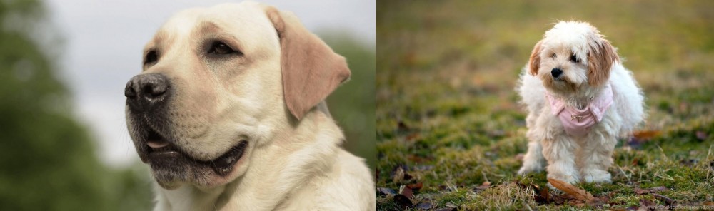 West Highland White Terrier vs Labrador Retriever - Breed Comparison