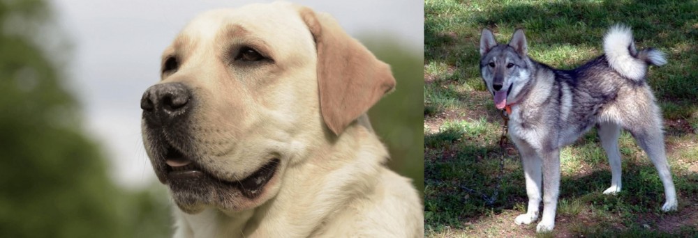 West Siberian Laika vs Labrador Retriever - Breed Comparison