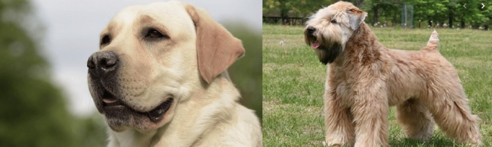 Wheaten Terrier vs Labrador Retriever - Breed Comparison