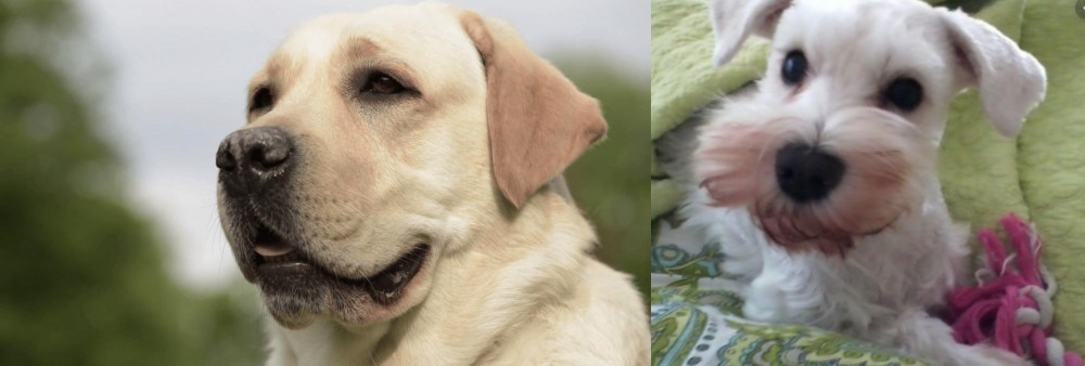 White Schnauzer vs Labrador Retriever - Breed Comparison