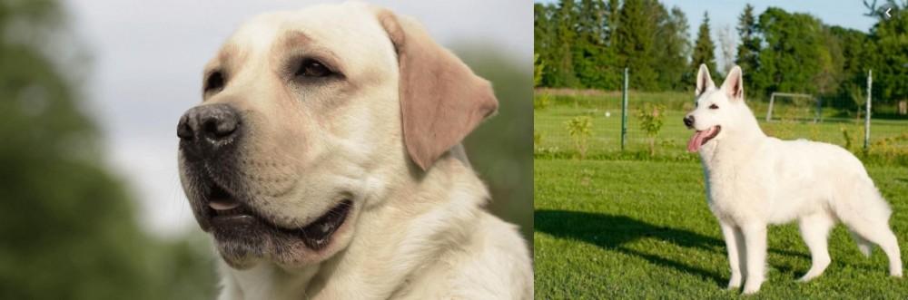 White Shepherd vs Labrador Retriever - Breed Comparison