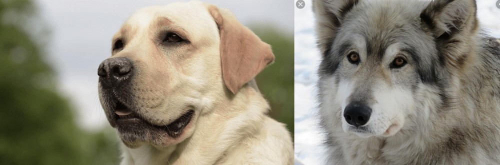 Wolfdog vs Labrador Retriever - Breed Comparison