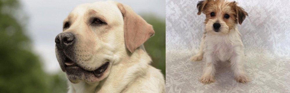 Yochon vs Labrador Retriever - Breed Comparison