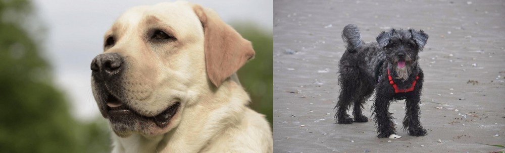 YorkiePoo vs Labrador Retriever - Breed Comparison
