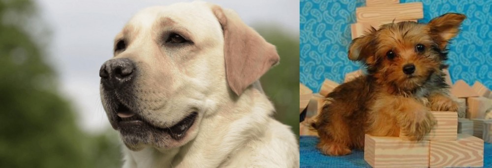 Yorkillon vs Labrador Retriever - Breed Comparison