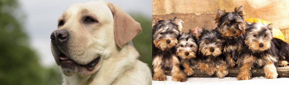 Yorkshire Terrier vs Labrador Retriever - Breed Comparison